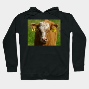 cow cattle calf cute Hoodie